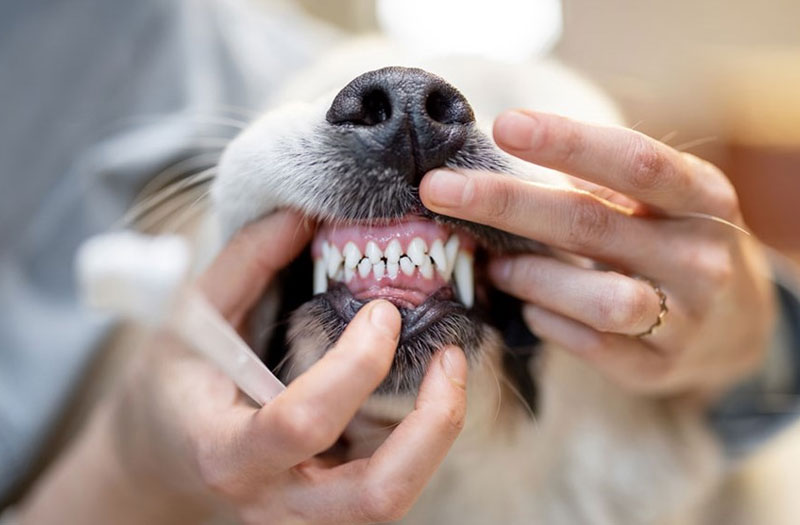 Animal Teeth Cleaning